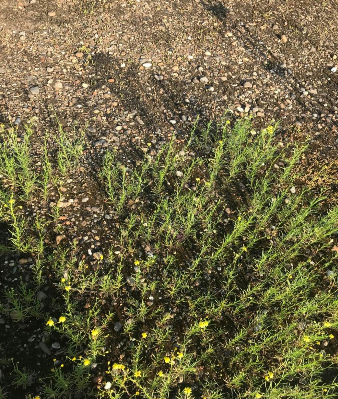 Promising potentialities on a Brussels roof Eva De Smedt