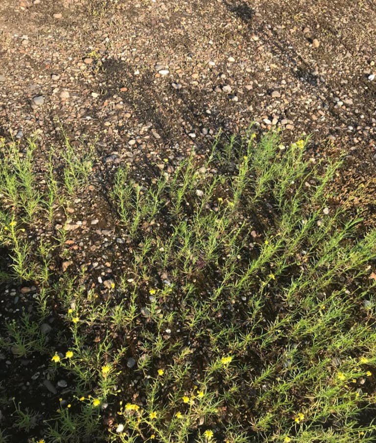 Promising potentialities on a Brussels roof Eva De Smedt